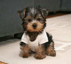 Voici un autre morkie: